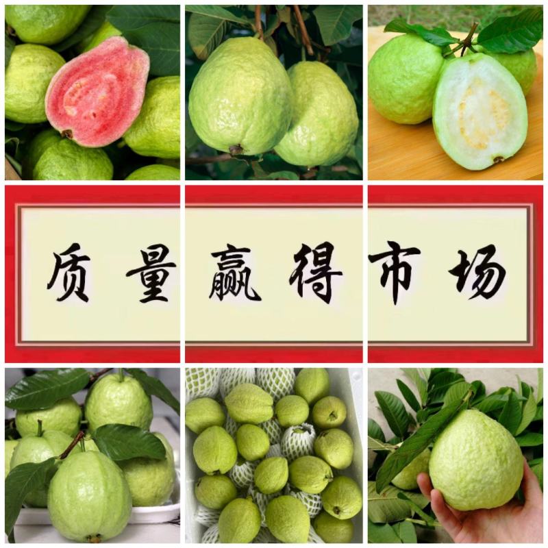 广西红心、白心芭乐番石榴脆甜可口、大量现货供应全国代发