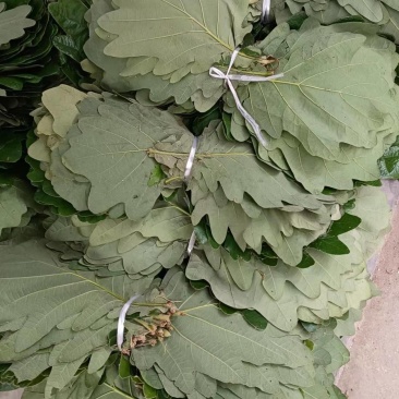 槲树叶，槲叶，现摘现发，加冰保鲜发货，产地直发