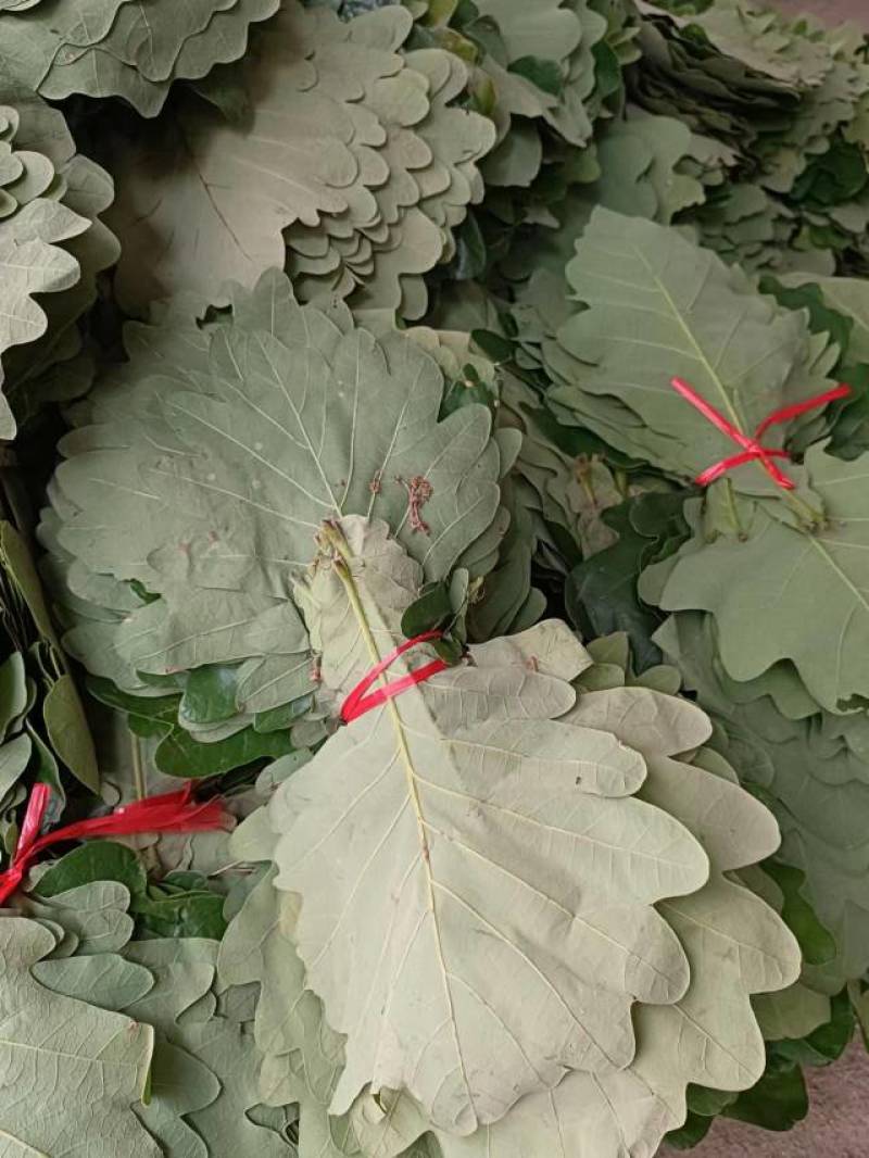 槲树叶，槲叶，现摘现发，加冰保鲜发货，产地直发