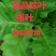 槲树叶，槲叶，现摘现发，加冰保鲜发货，产地直发