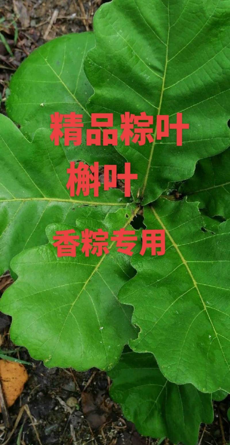 槲树叶，槲叶，现摘现发，加冰保鲜发货，产地直发
