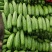 广东徐闻精品新苗油苦瓜大量上市…