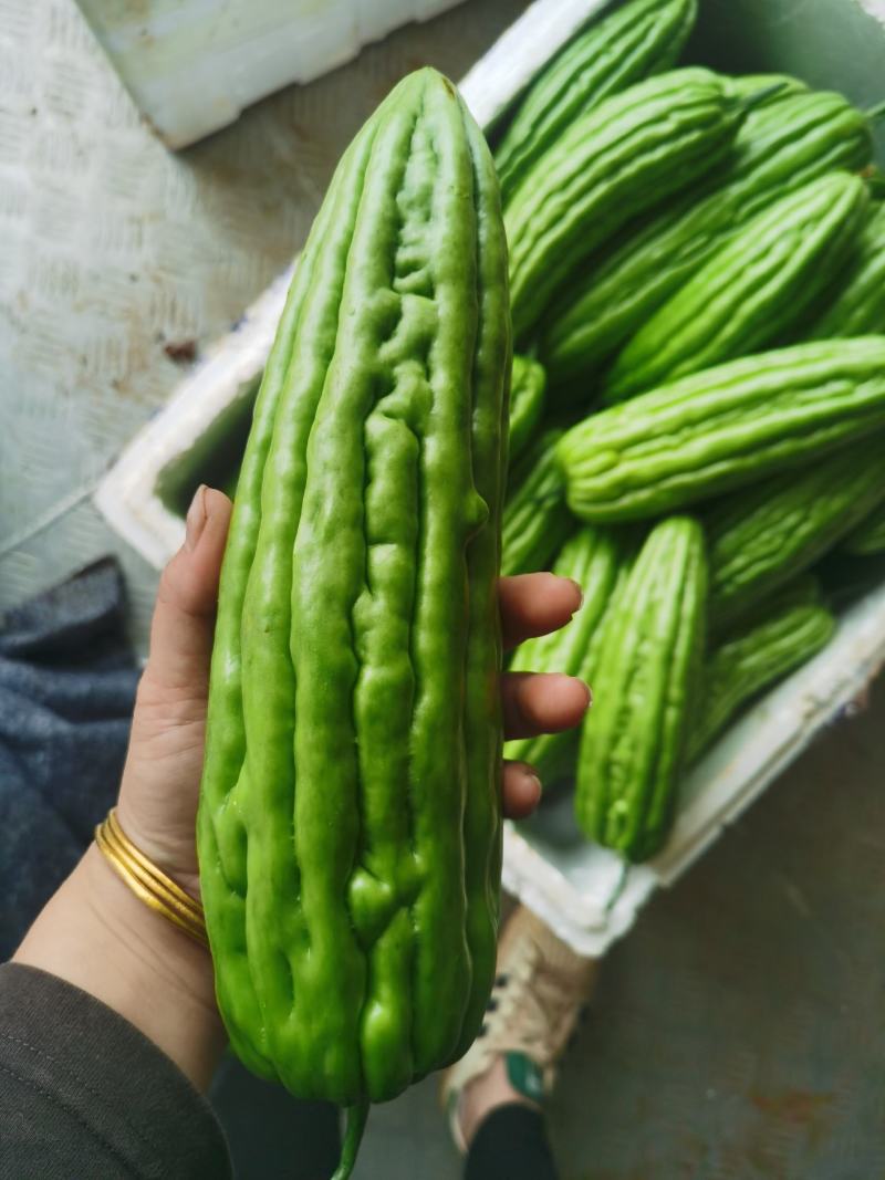 广东徐闻精品新苗油苦瓜大量上市…