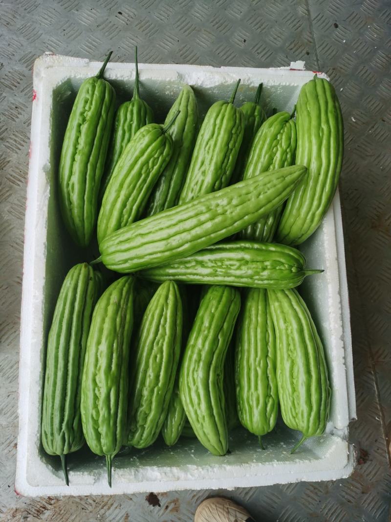 广东徐闻精品新苗油苦瓜大量上市…