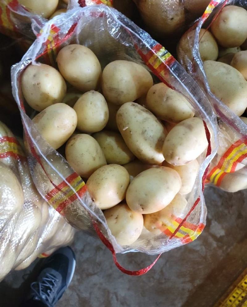 江苏南通精品土豆产地第一手货源，欢迎采购量大从优