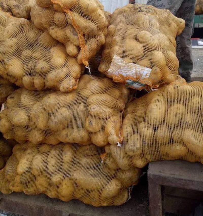 江苏南通精品土豆产地第一手货源，欢迎采购量大从优