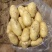 江苏南通精品土豆产地第一手货源，欢迎采购量大从优