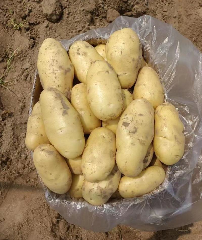 江苏南通精品土豆产地第一手货源，欢迎采购量大从优