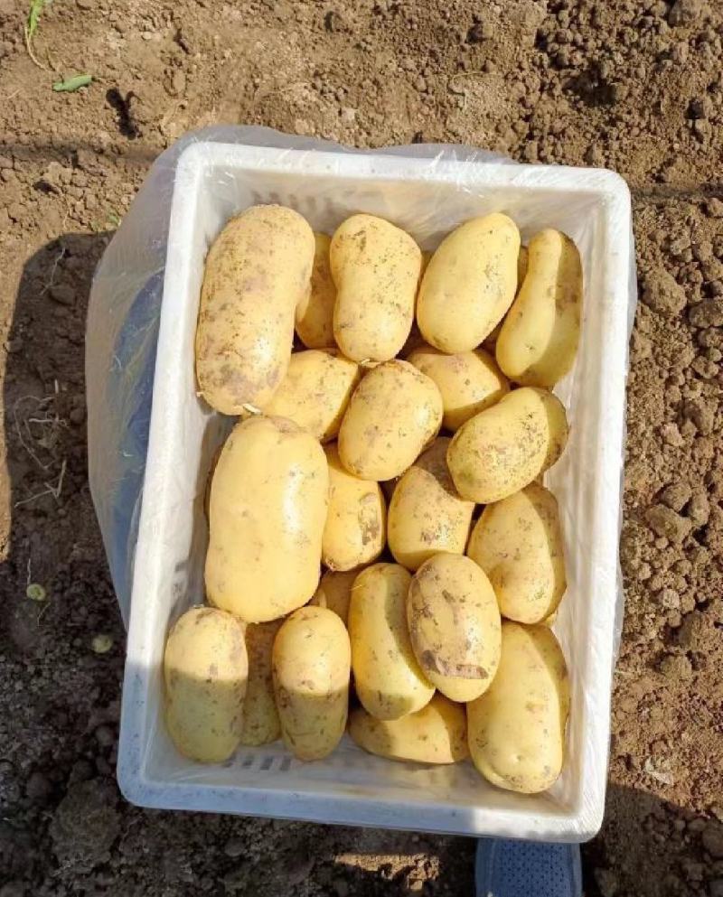 江苏南通精品土豆产地第一手货源，欢迎采购量大从优