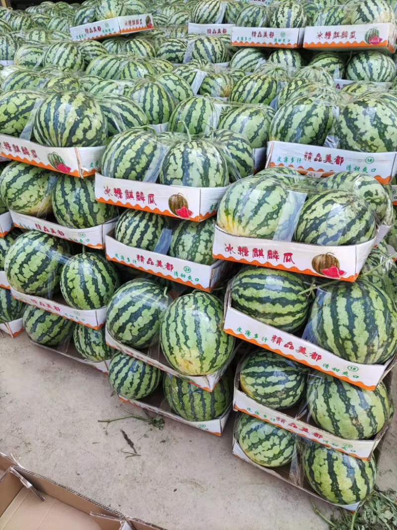 河南8424西瓜，麒麟瓜专业代办团队走货省心便利
