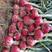【甄选】红皮洋葱，紫皮二红半高桩，80以上，代发全国