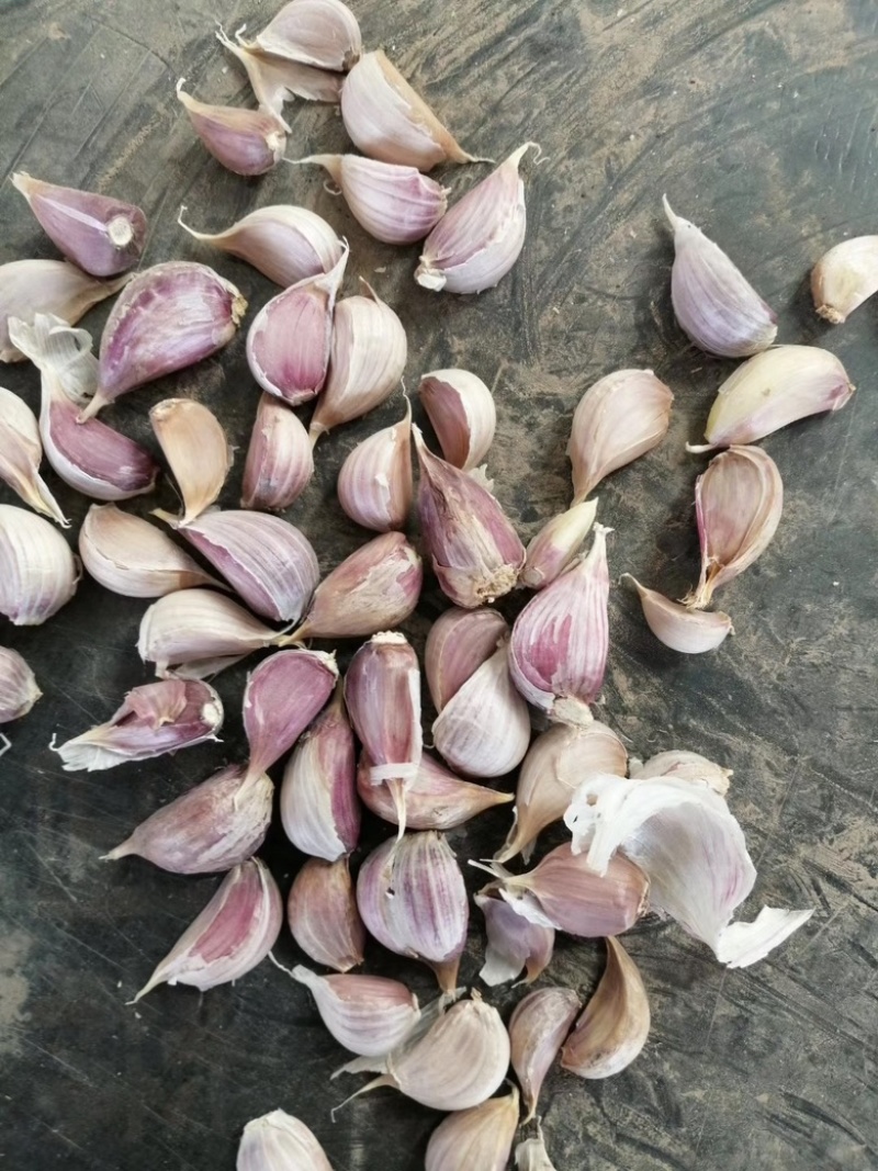 亳州川蒜红蒜紫皮蒜优质早苔蒜鲜蒜干蒜对接各级