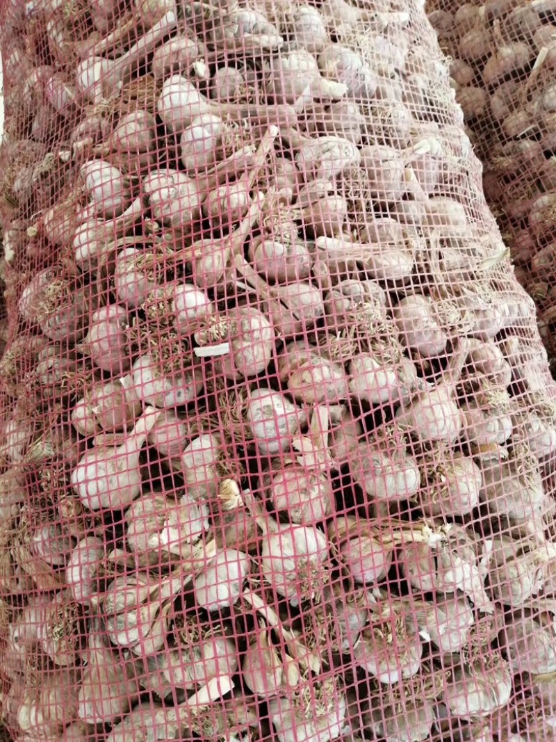 亳州川蒜红蒜紫皮蒜优质早苔蒜鲜蒜干蒜对接各级