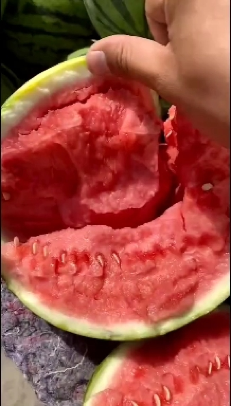 【精选】美都8424西瓜大量供应中专业打瓜手挑货