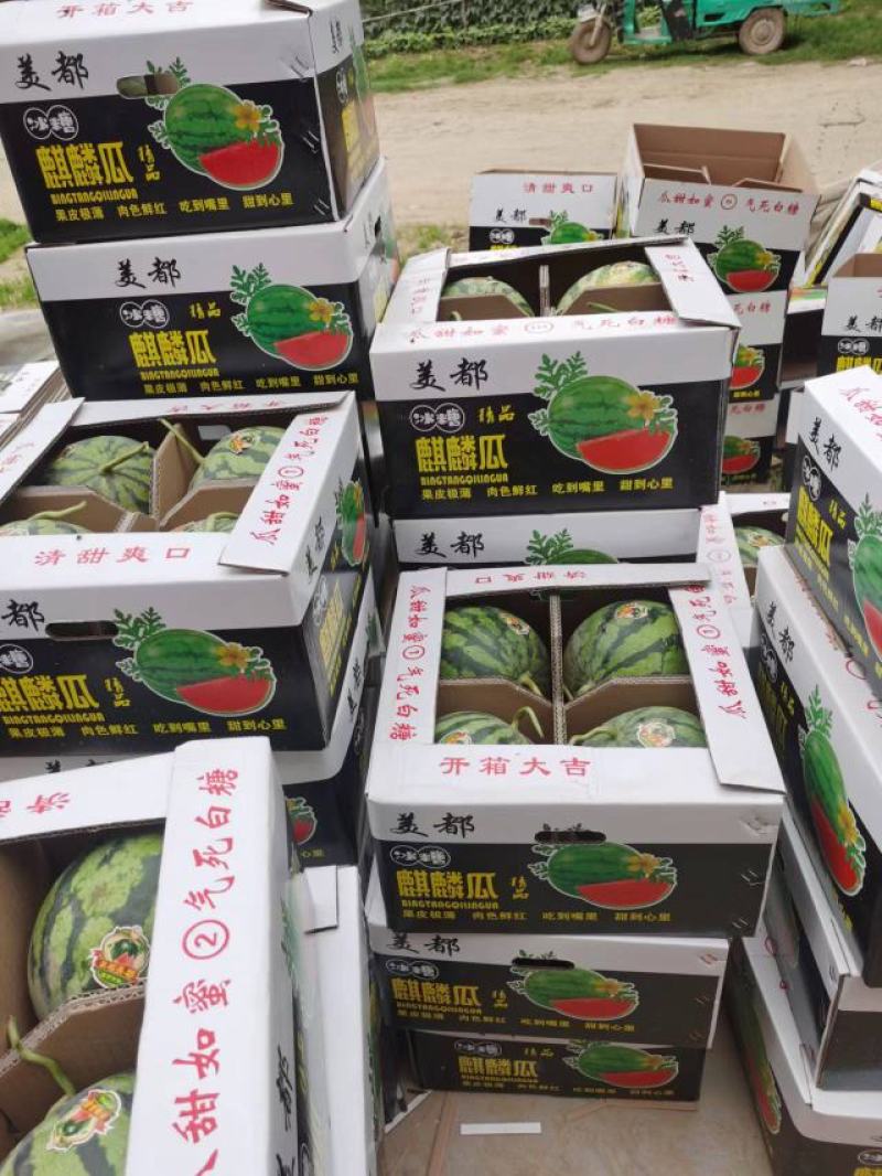 【精选】美都8424西瓜大量供应中专业打瓜手挑货