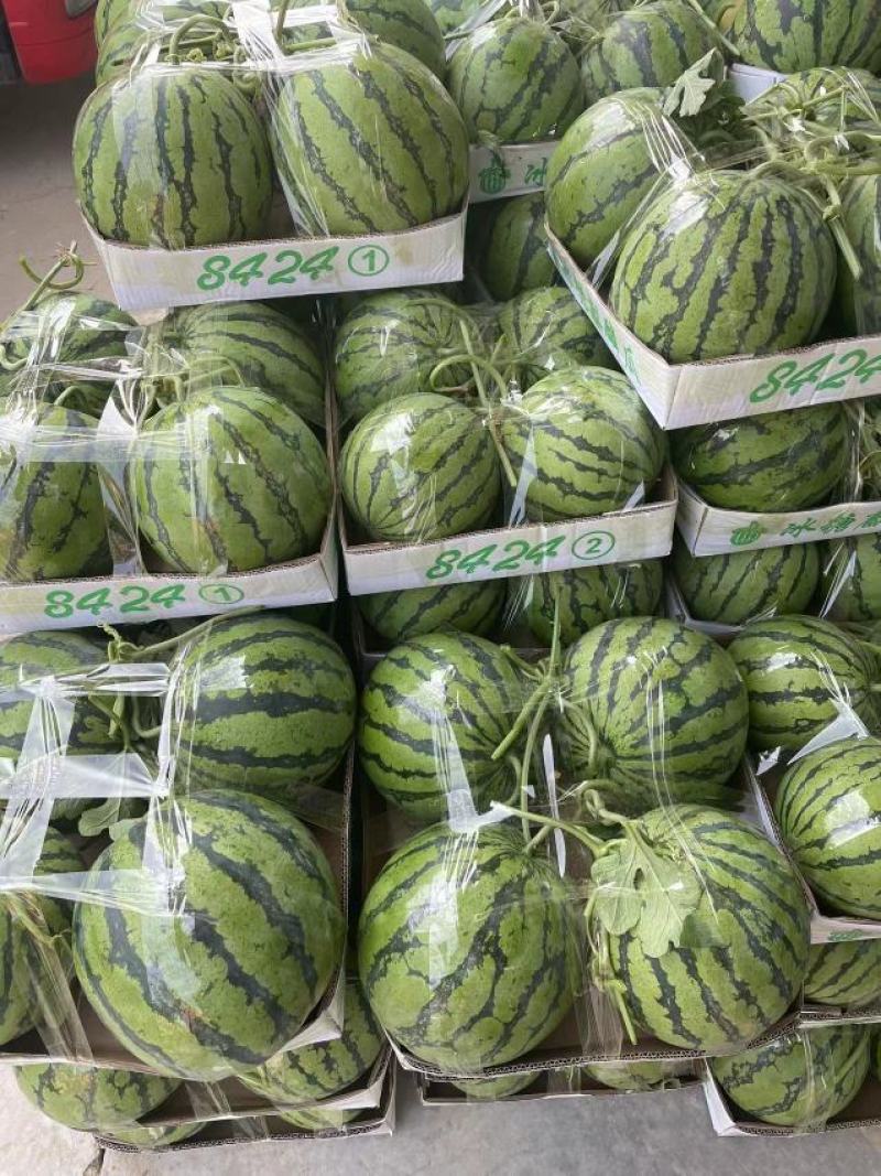 【精选】美都8424西瓜大量供应中专业打瓜手挑货