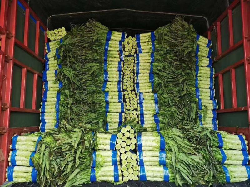 【甄选】三青莴笋红叶莴笋不空心不脱节不起薹，代发全国