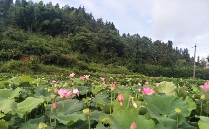 手工莲子心，颜色青一色，个头大，价格实惠，欢迎来电联系