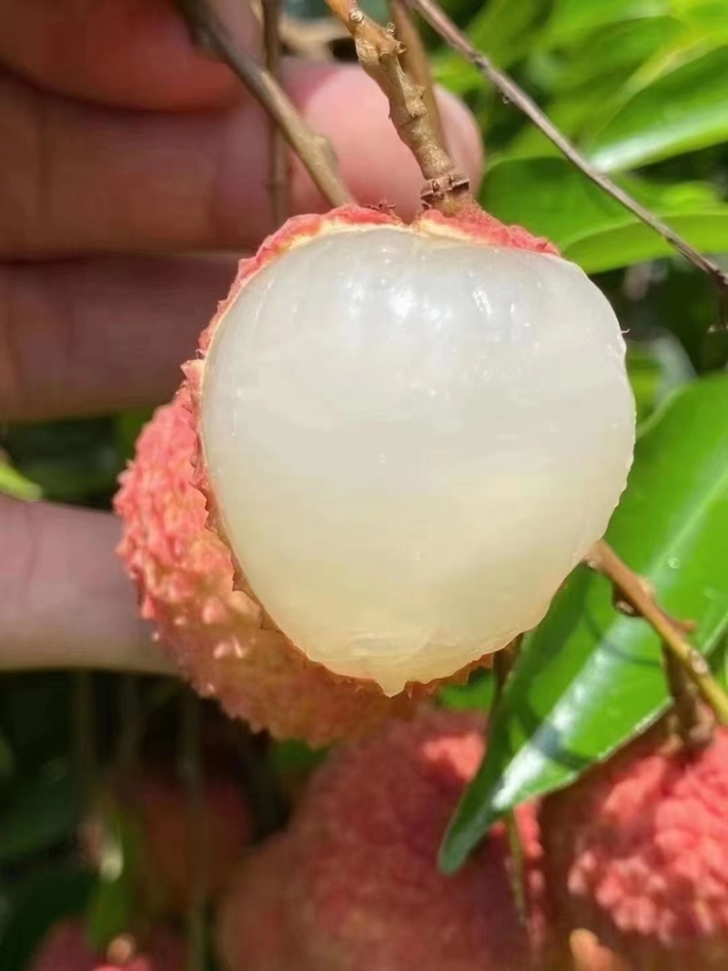 荔枝