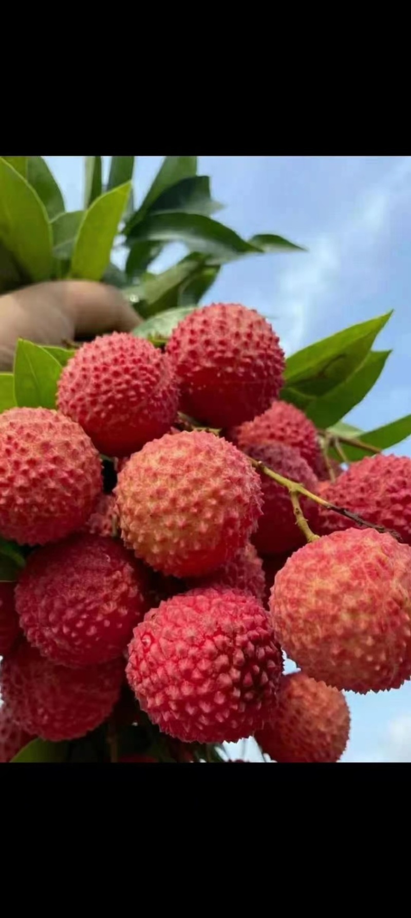 荔枝