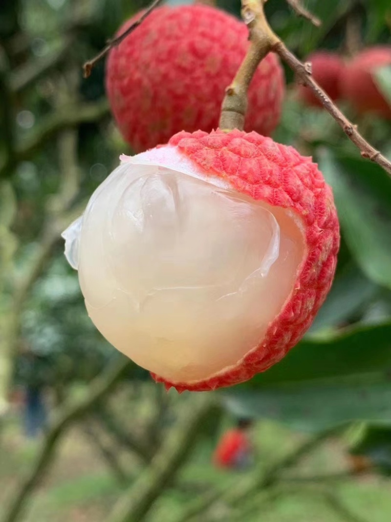 荔枝
