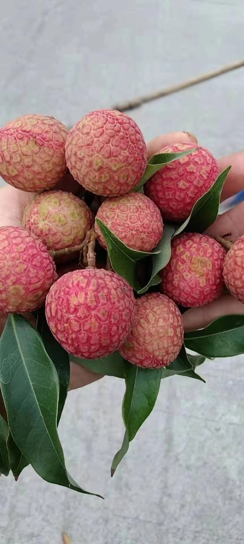 荔枝