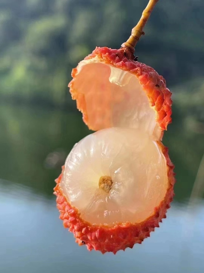 荔枝