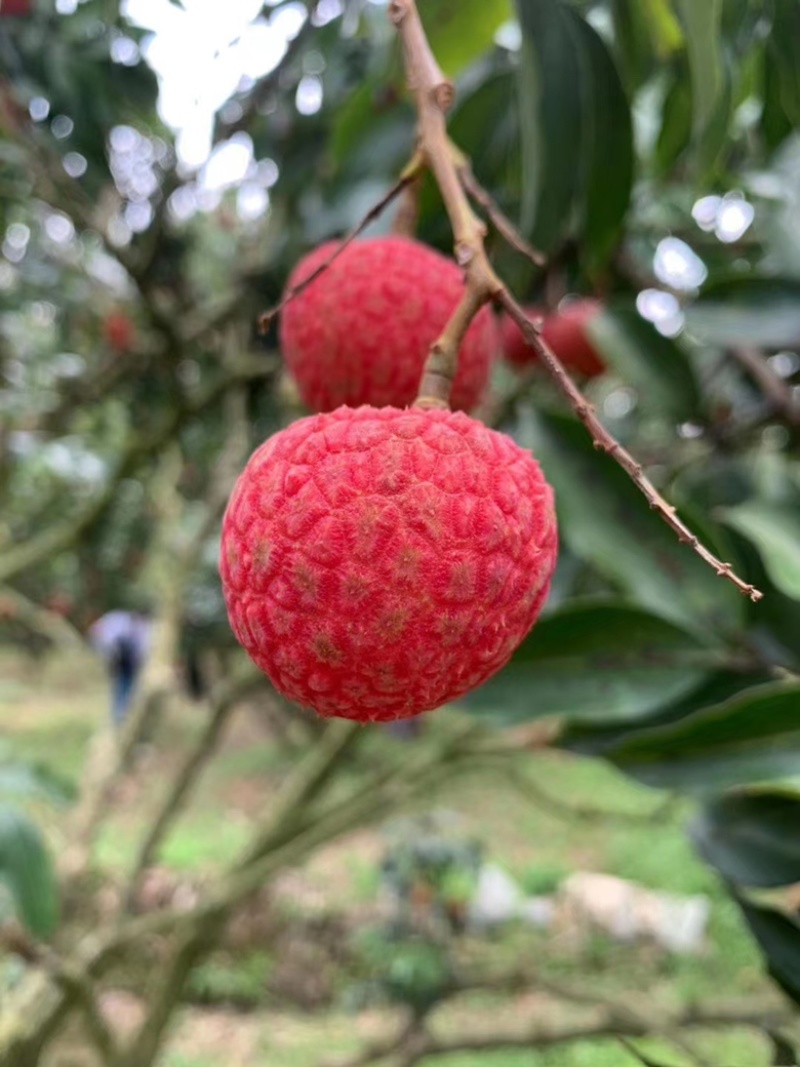 荔枝
