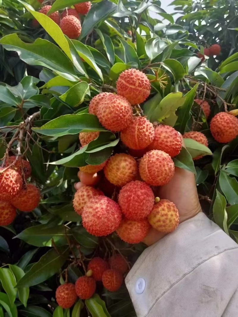 荔枝