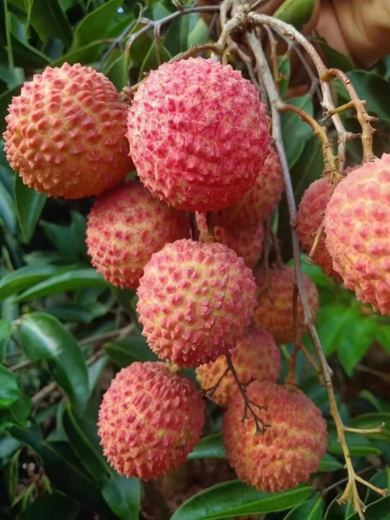 荔枝