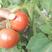 西红柿，大草莓西红柿，粉柿，水果西红柿等品种。装车怏，