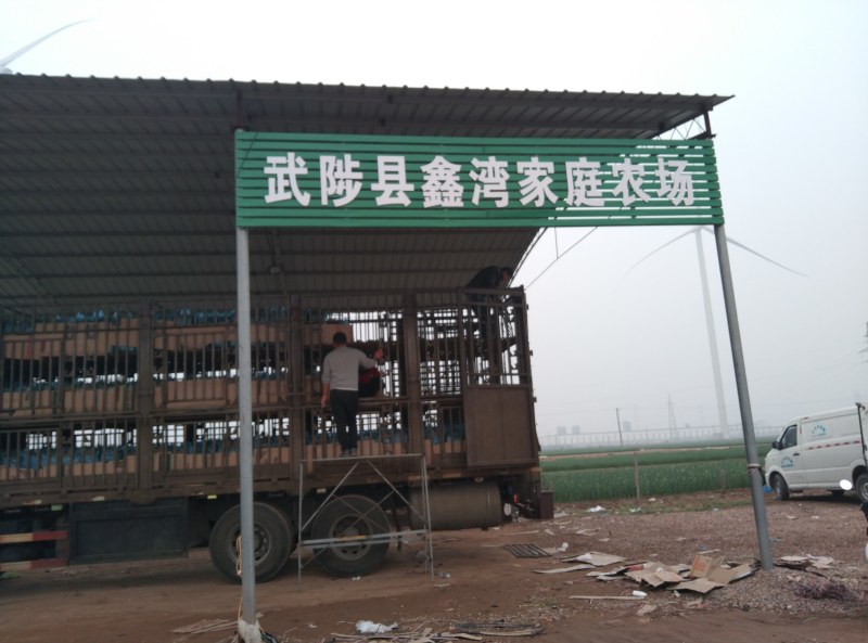 小葱！葱苗！