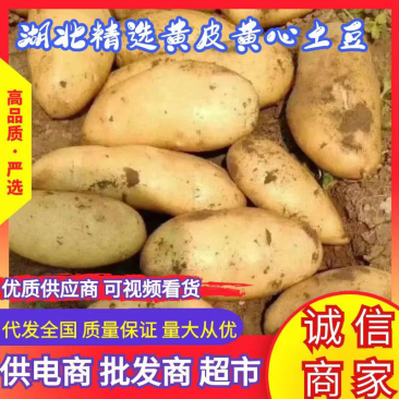 湖北土豆黄皮黄心土豆大量上市一手货源欢迎联系