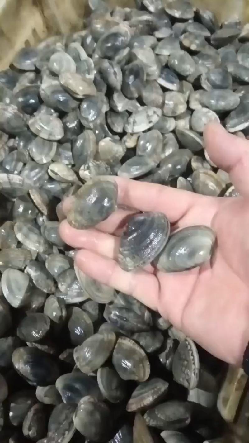 辽宁东港三禾水产精品花蛤