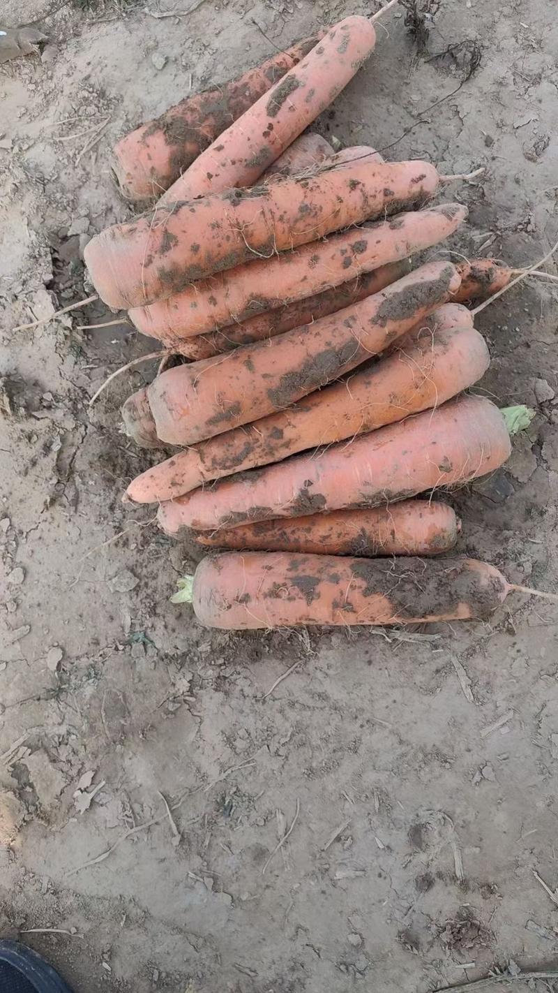 胡萝卜大量供应新季胡萝卜，市场，电商，工厂