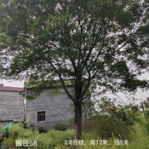 胸径58公分朴树