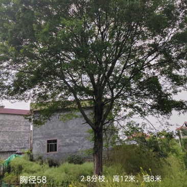 胸径58公分朴树