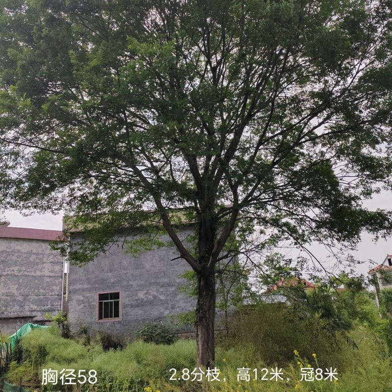 胸径58公分朴树