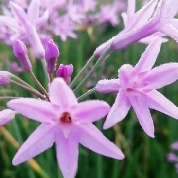 山蒜花装饰花草常年供应冬季不断货