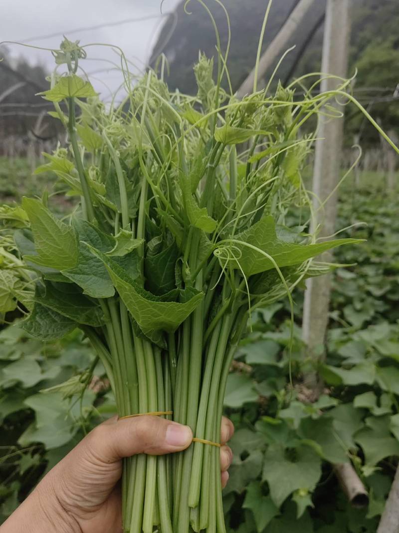 精品龙须菜基地直发大量有货品质保证