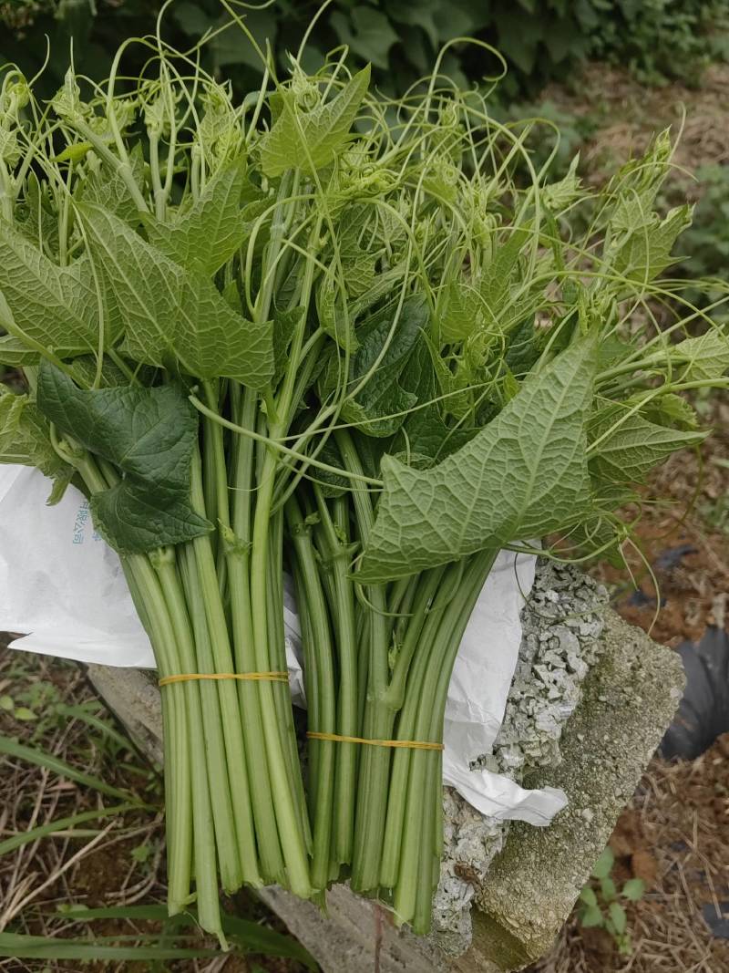 精品龙须菜基地直发大量有货品质保证
