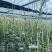 玻纤杆拱棚支架育苗杆拱棚杆羊肚菌杆辣椒定植杆