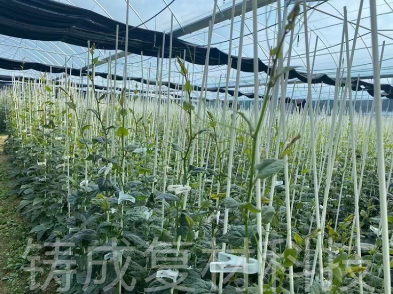 玻纤杆拱棚支架育苗杆拱棚杆羊肚菌杆辣椒定植杆