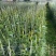 玻纤杆拱棚支架育苗杆拱棚杆羊肚菌杆辣椒定植杆