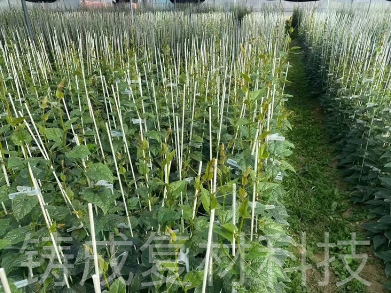 玻纤杆拱棚支架育苗杆拱棚杆羊肚菌杆辣椒定植杆