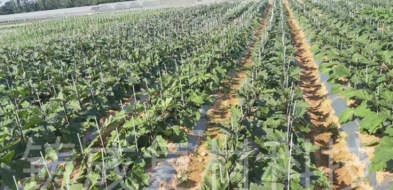玻纤杆拱棚支架育苗杆拱棚杆羊肚菌杆辣椒定植杆