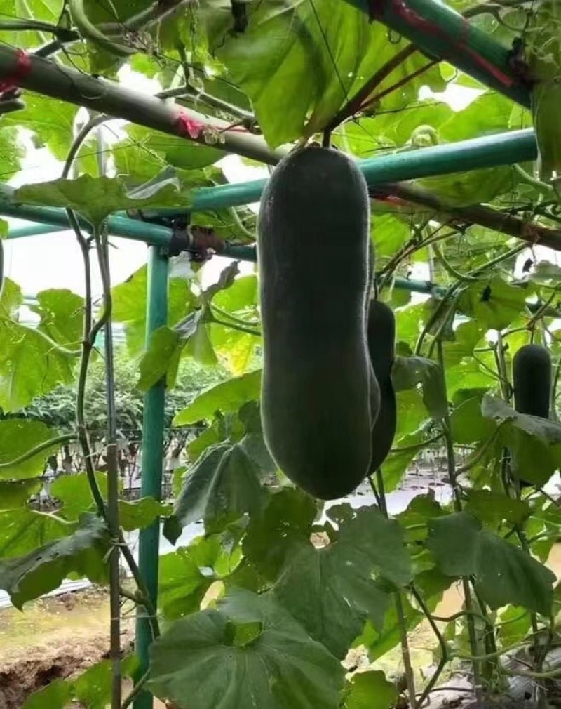 丝瓜拱棚杆吊瓜育苗杆立柱遮阳网立柱豆角拱棚