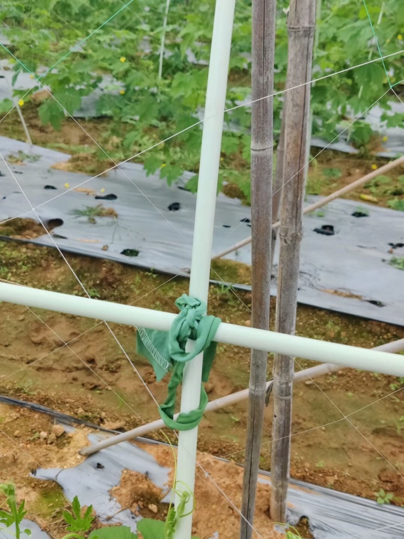 丝瓜拱棚杆吊瓜育苗杆立柱遮阳网立柱豆角拱棚