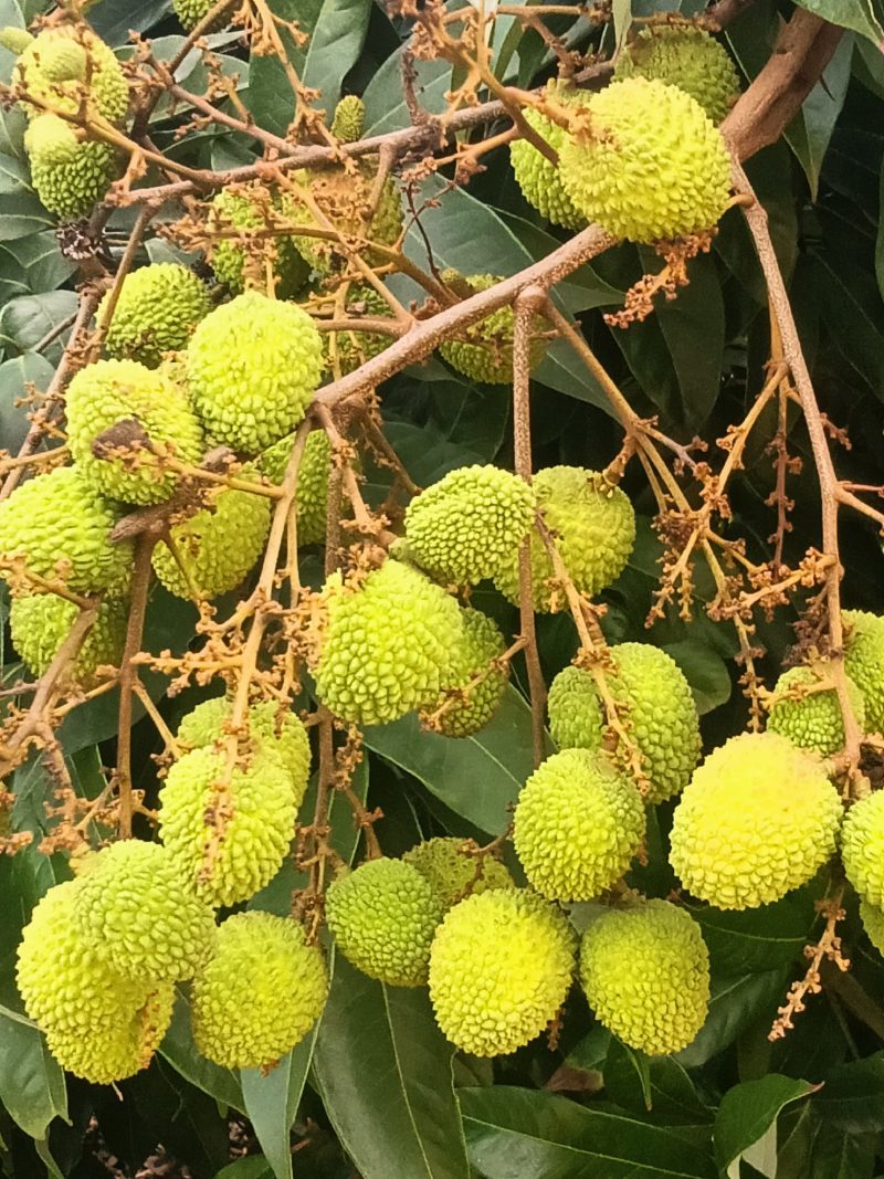 千禧圣女果