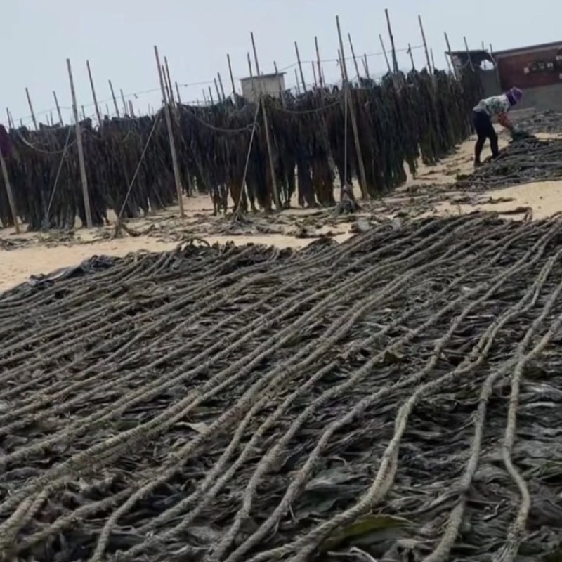 福建干海带无沙自销，批发价